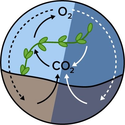 Stream corridor process; carbon dioxide and oxygen interacting with plants and water.